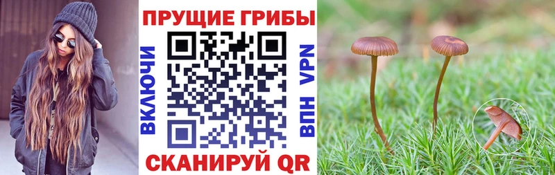 Галлюциногенные грибы Magic Shrooms  цена   Мегион 